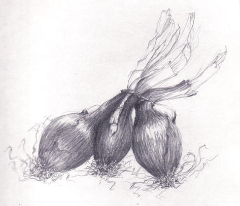 Onions
